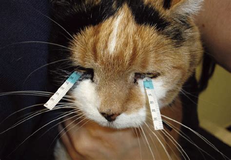 cat eye shirmir tear test|tear testing in cats.